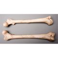 Skeletons And More Skeletons and More SM384DLA Aged Left Femur Bone SM384DLA